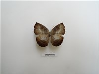 藏品(蛺蝶科-非洲(三))的圖片